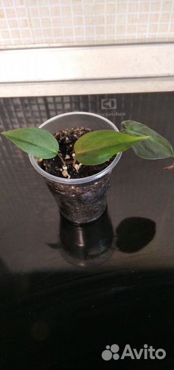 Сциндапсусы эпипремнумы