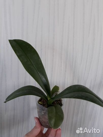 Орхидея Дикий кот, размер 2,5