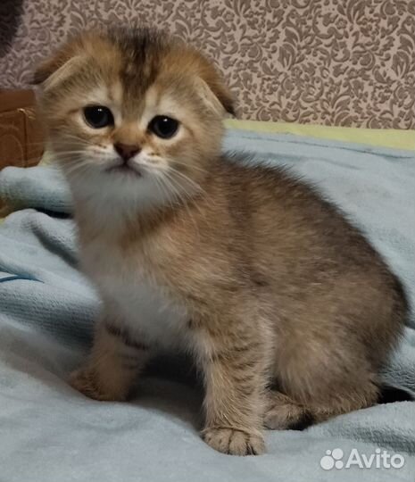 Шотландские котята драгоценных окрасов