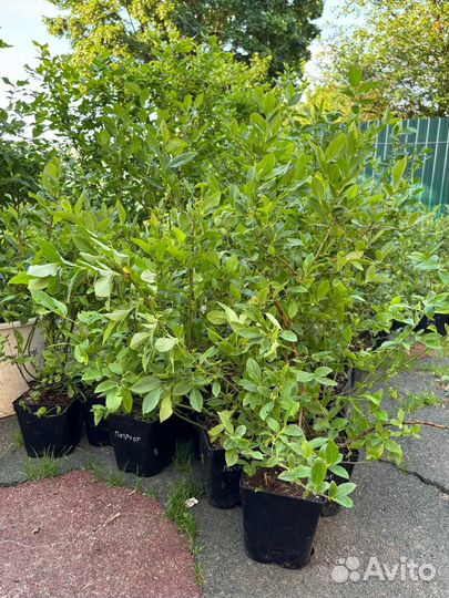 Саженцы голубики, клюквы, брусники, жимолости