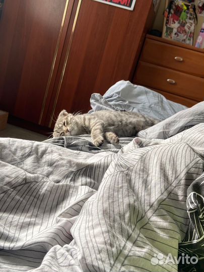 Найдена кошка