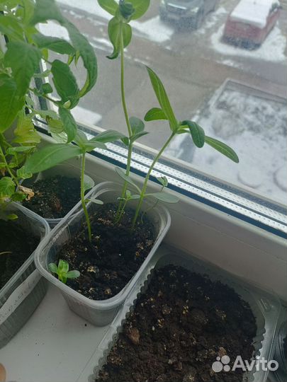 Рассада цветов