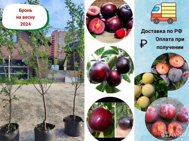 Саженцы Алычи, Сливы