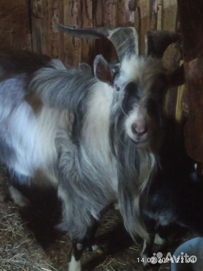 Козел на племя