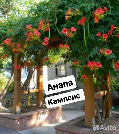 Кампсис лиана саженц