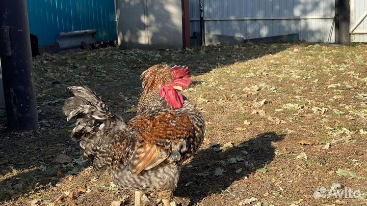 Молодые петухи