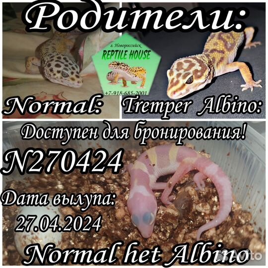 Эублефары малыши