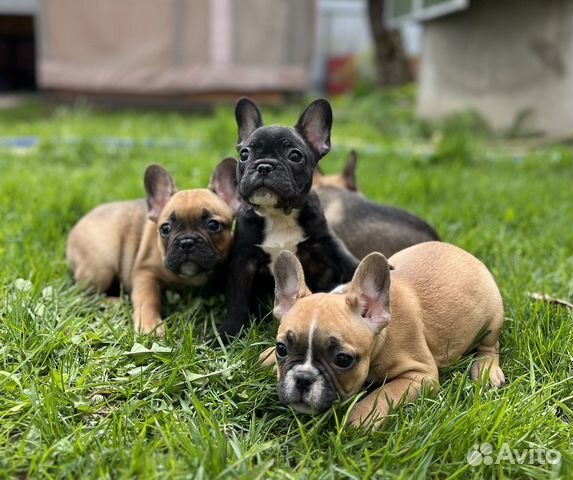 Французские бульдоги
