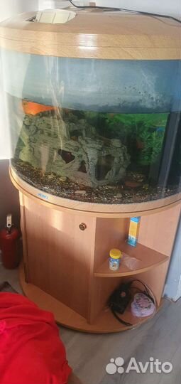 Аквариумные рыбки