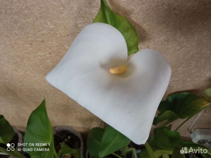 Цветы Каллы