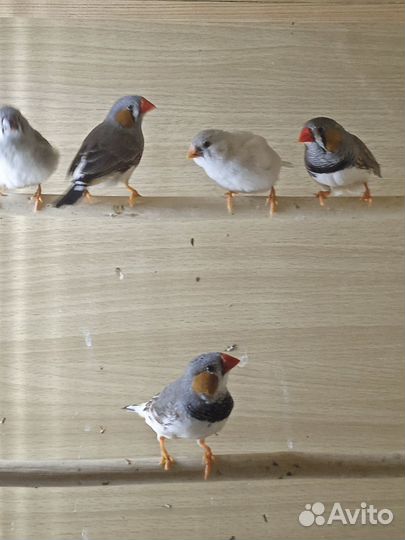 Зебровые амадины