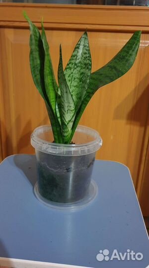 Комнатное растение сансевиерия щучий хвост
