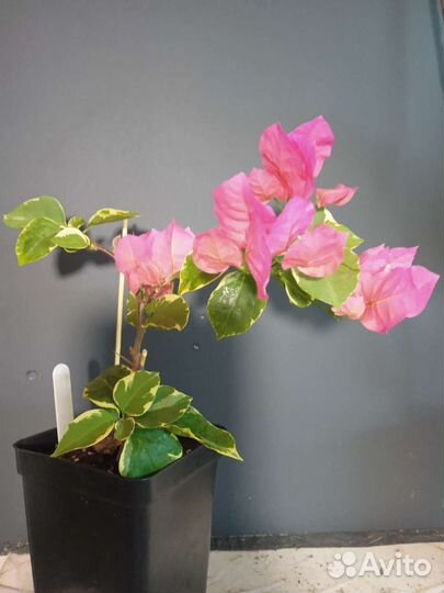 Бугенвиллия