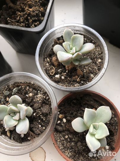 Суккуленты