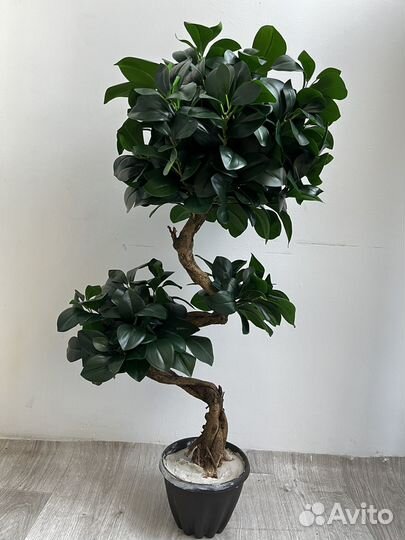 Фикус искусственный. Искусственные цветы