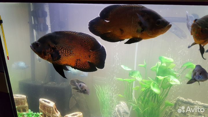 Астронотус