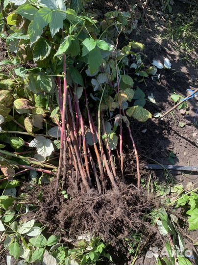 Саженцы малины Мапема