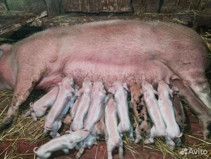 Семя хряков