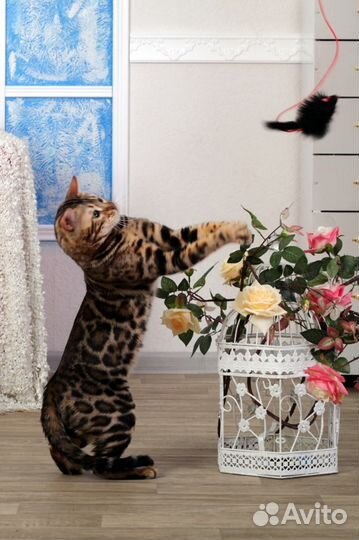 Кот на вязку (Бенгальский)