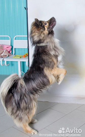 Кобель Грузин