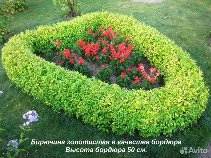 Саженцы бирючина золотистая для изгороди и бордюр