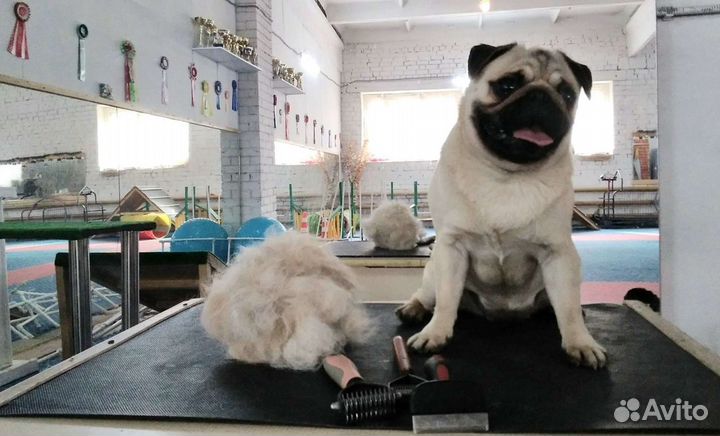 Профессиональный Груминг собак и кошки