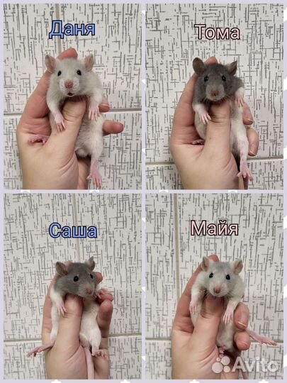 Крысята разные, хорошенькие