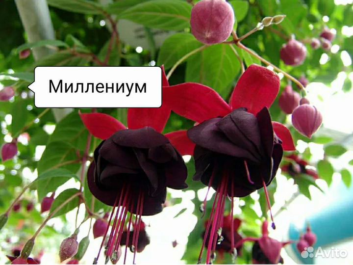 Фуксия много сортов на срез