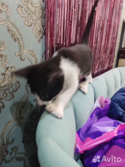 Котята