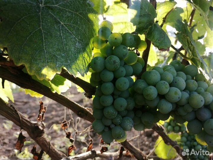 Саженцы винограда Рислинг для Рязанской области