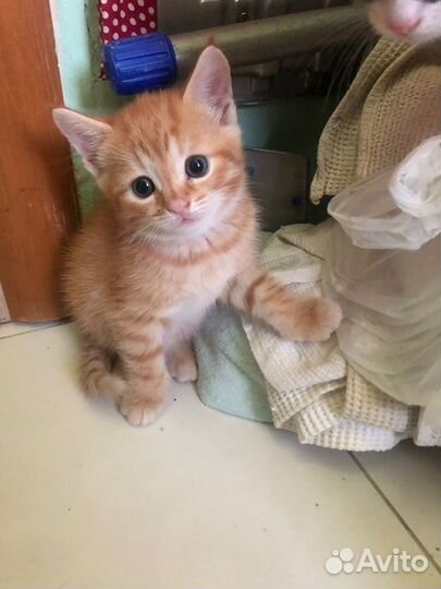 Трехцветная и рыженькая кошечки