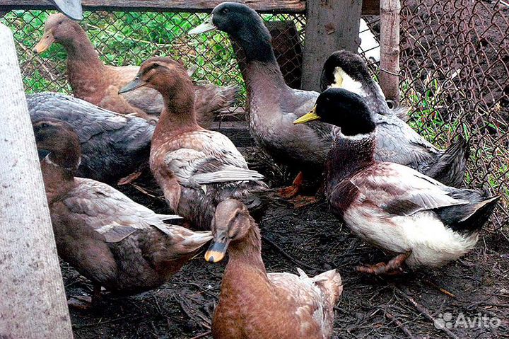 Инкубационное яйцо гусей, уток