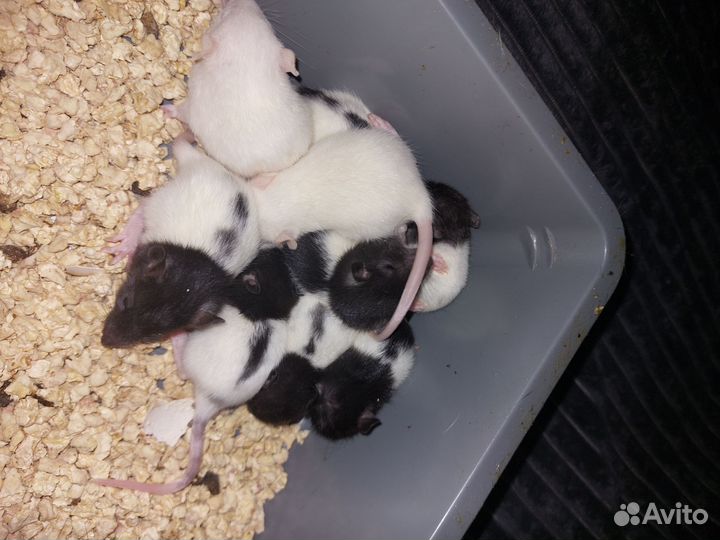 Крысята декоративные, дамбо