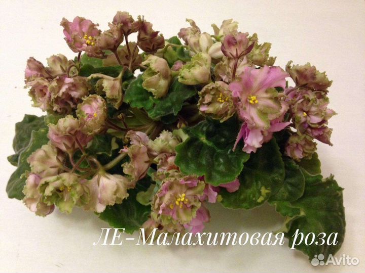 Фиалки - черенки, детки, стартеры, цветущие