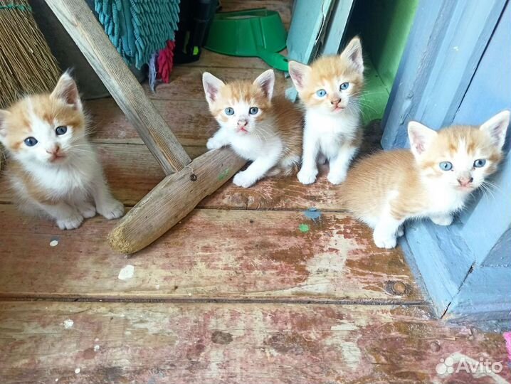 Кошка в дар