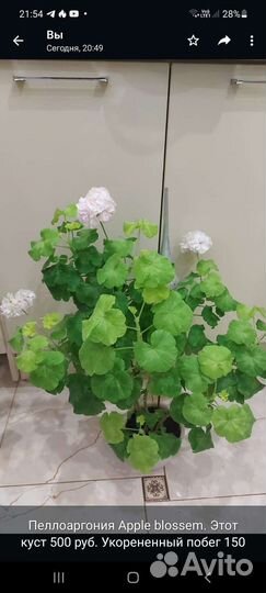 Герань пеларгония