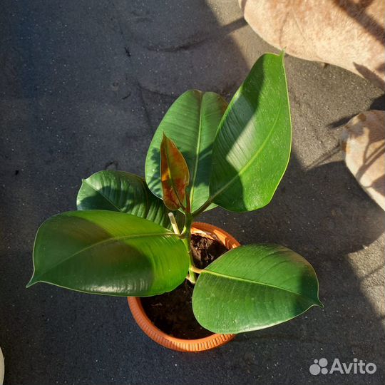 Фикус.Мушмула