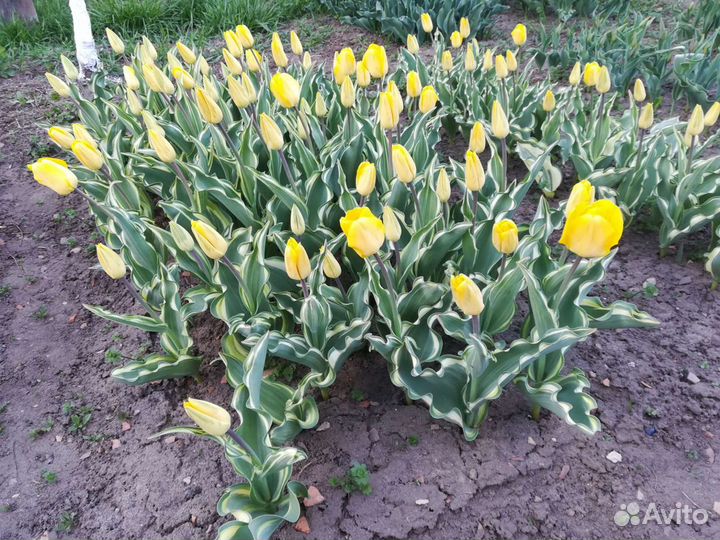 Луковицы тюльпанов