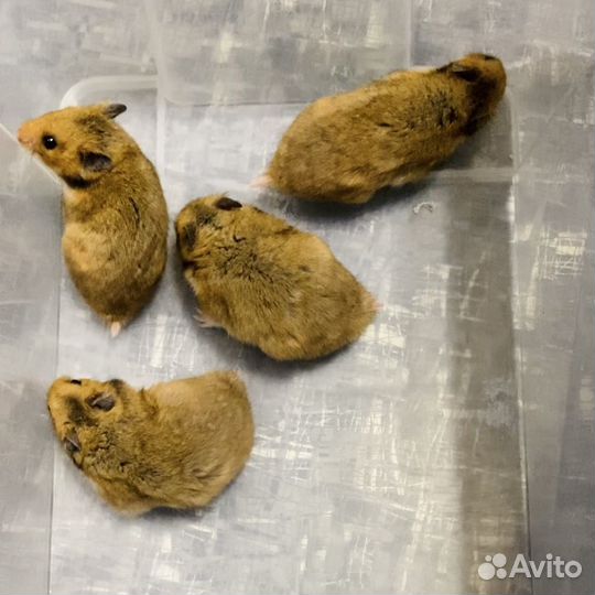 Сирийские хомячки