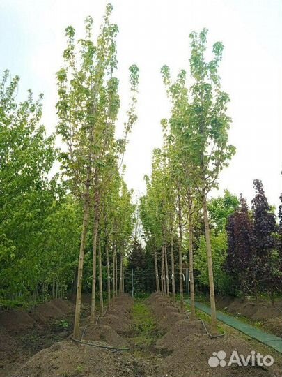 Клен Остролистный/400-500 см о/с 12-14-16