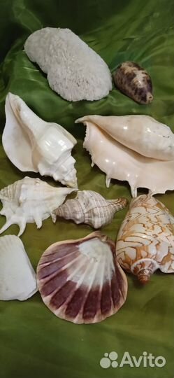 Раковины, коллекция, океан