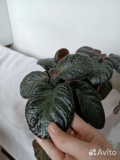 Бархатные Эписции. Очень красивые