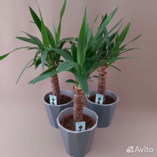 Юкка Комнатные растения Доставка растений