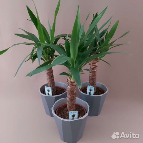 Юкка Комнатные растения Доставка растений