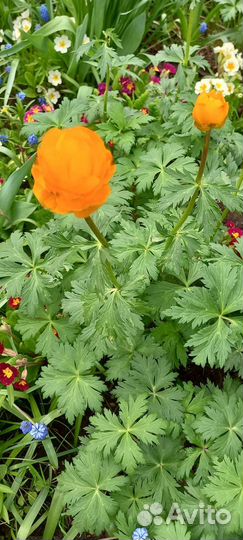 Многолетники садовые