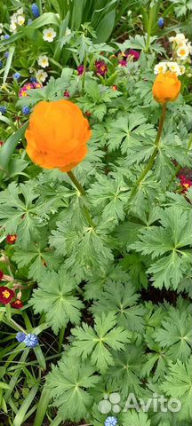 Многолетники садовые