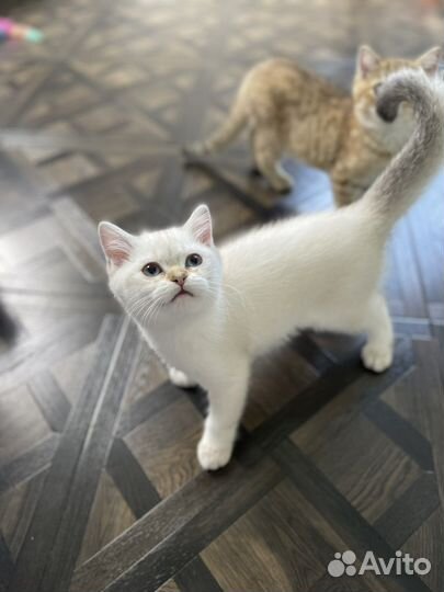 Шотландские котята