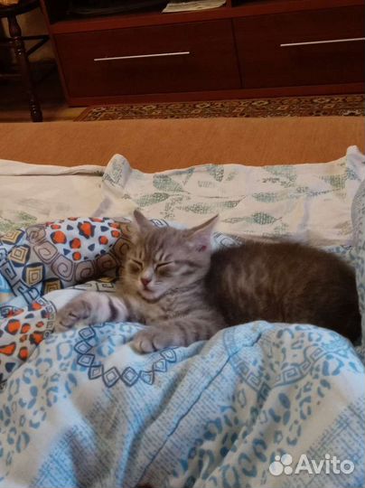 Кошка в дар бесплатно