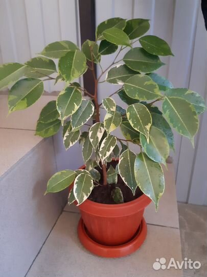Фикус Бенджамина