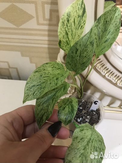 Сциндапсус. Марбл Квин